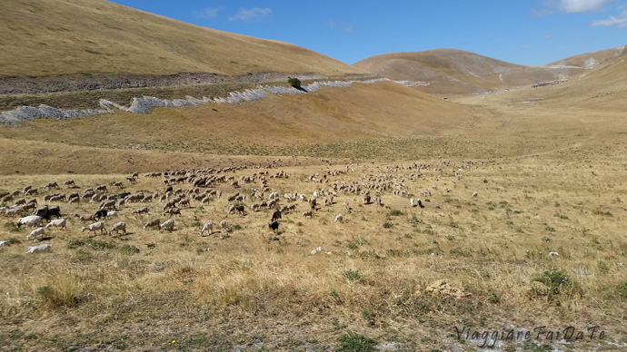 animale selvatici campo imperatore